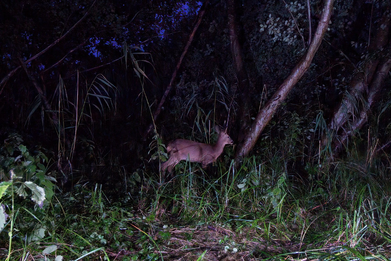In einem Wäldchen bei Wulfsdorf
