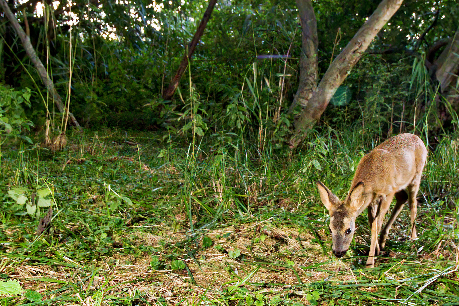In einem Wäldchen bei Wulfsdorf
