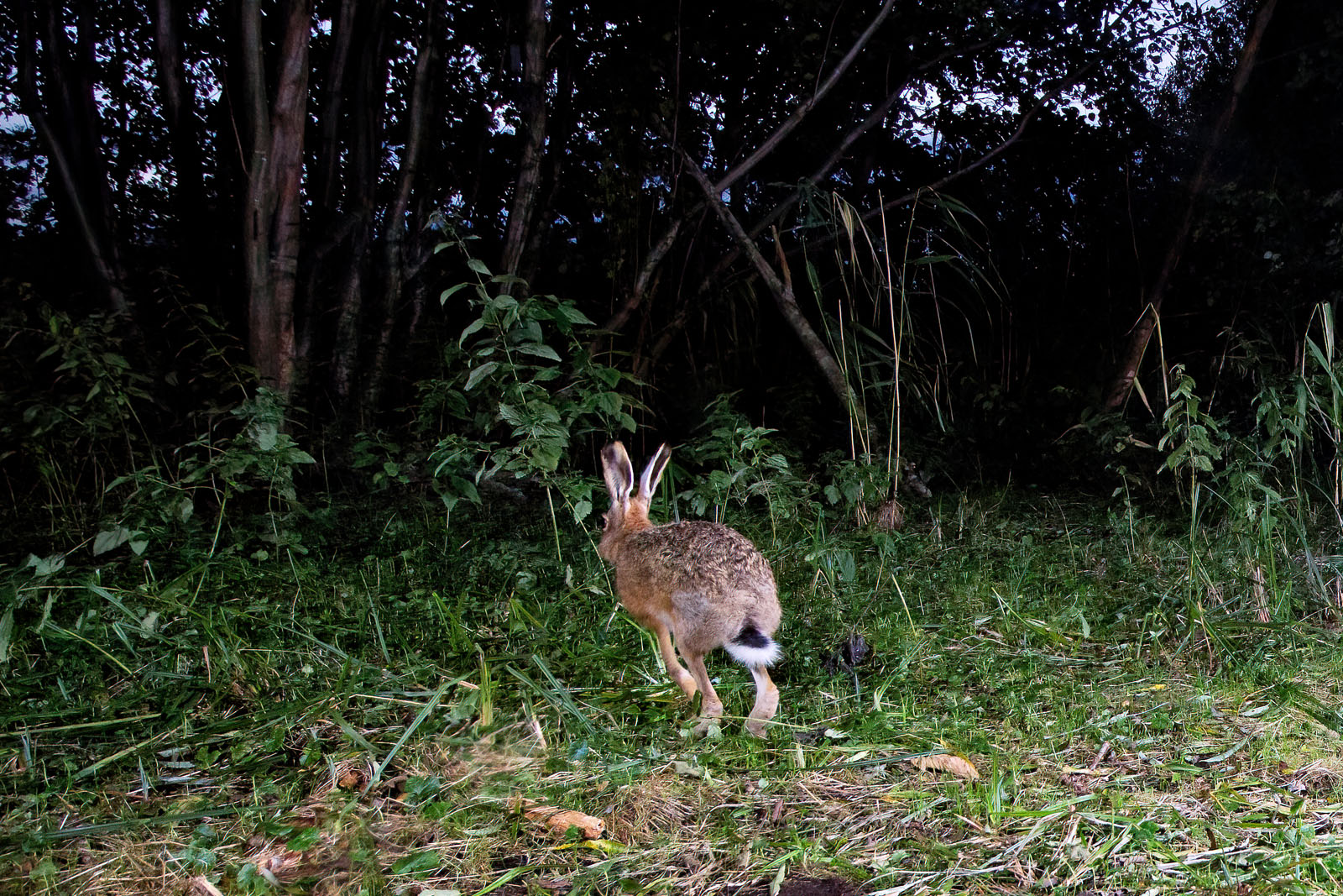 In einem Wäldchen bei Wulfsdorf