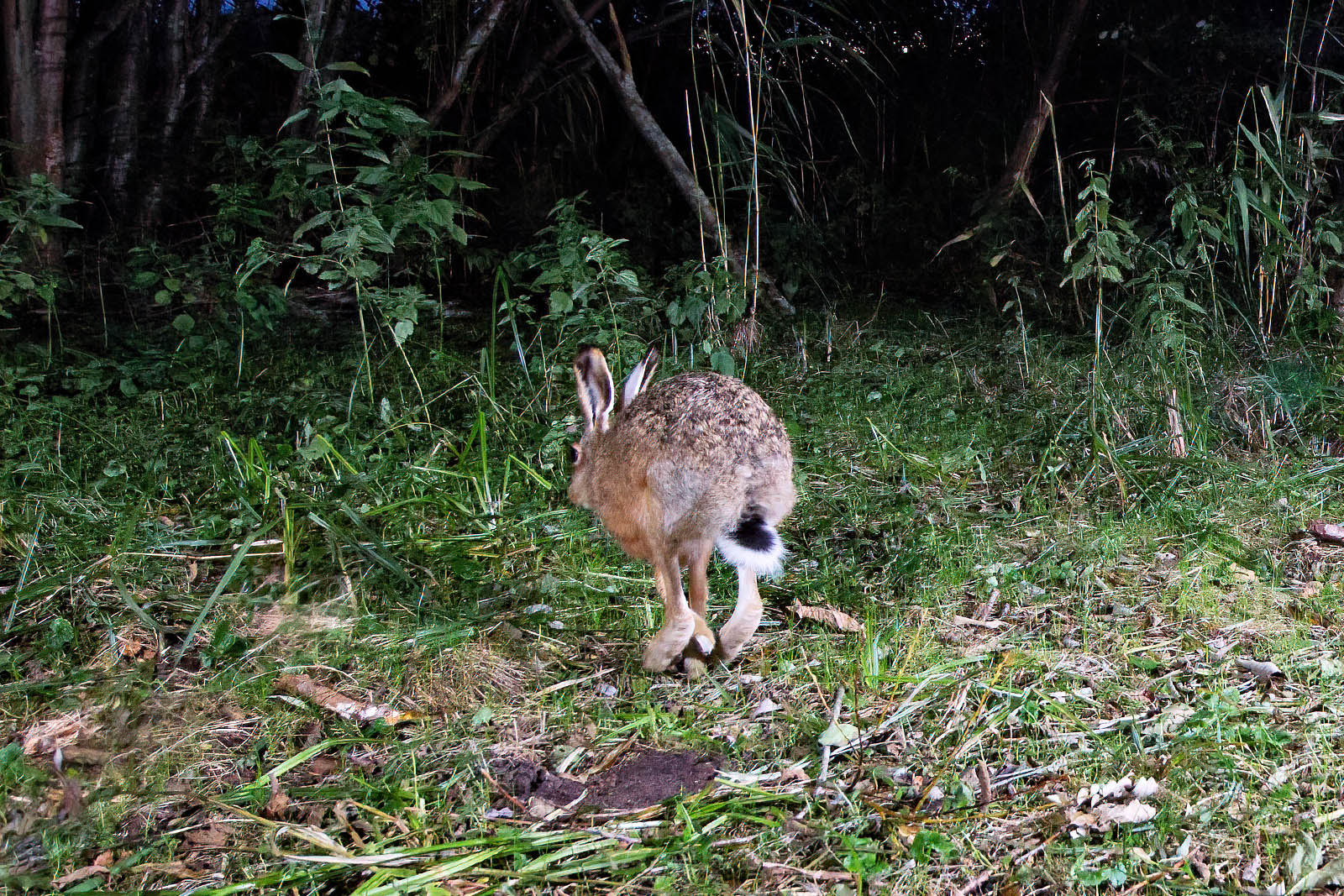 In einem Wäldchen bei Wulfsdorf