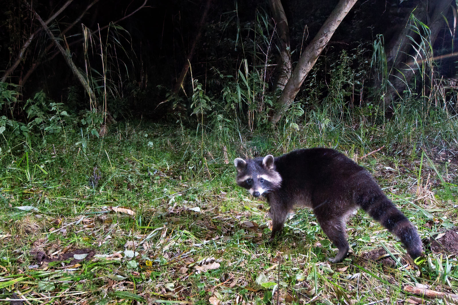 In einem Wäldchen bei Wulfsdorf