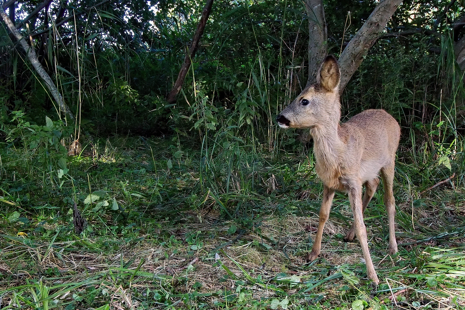 In einem Wäldchen bei Wulfsdorf