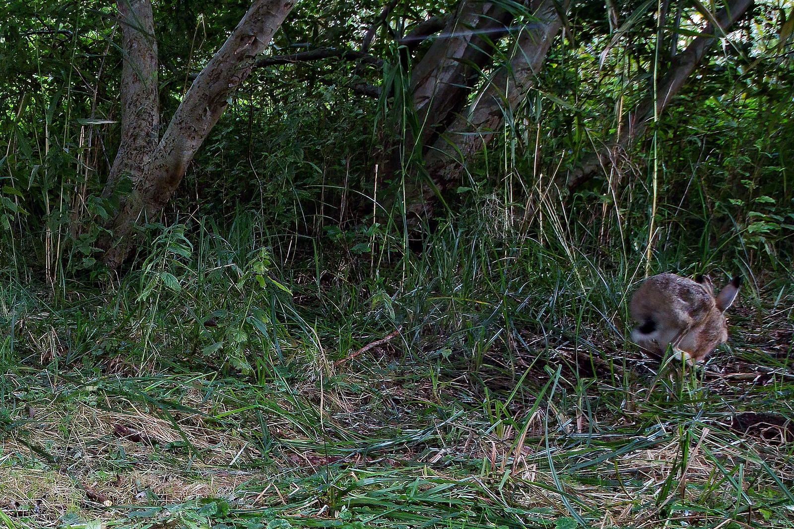 In einem Wäldchen bei Wulfsdorf