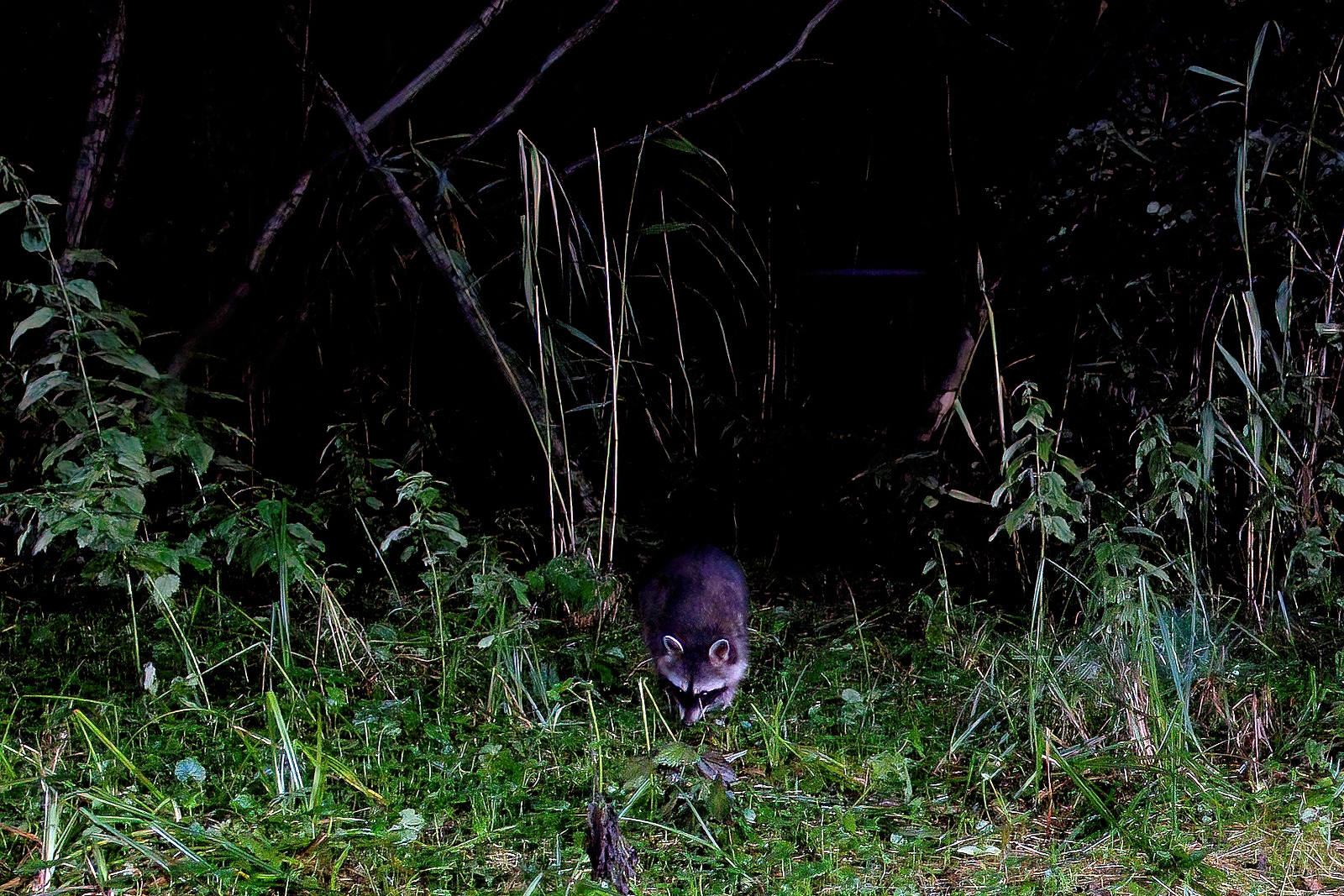 In einem Wäldchen bei Wulfsdorf