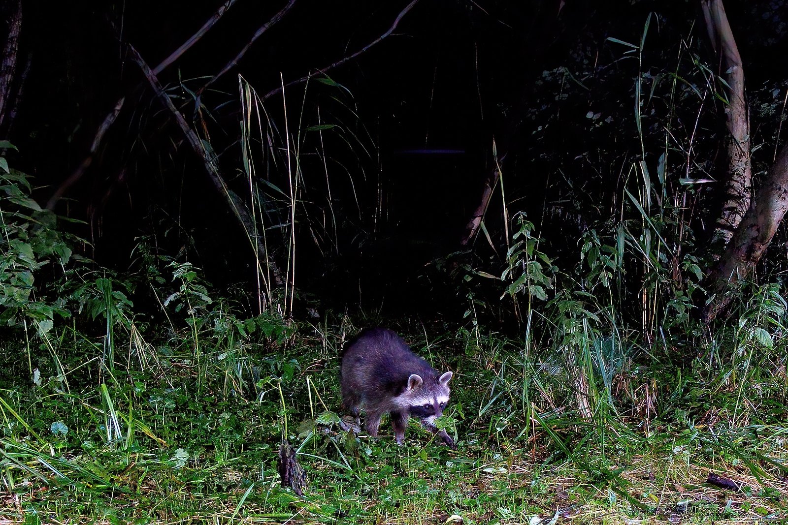 In einem Wäldchen bei Wulfsdorf