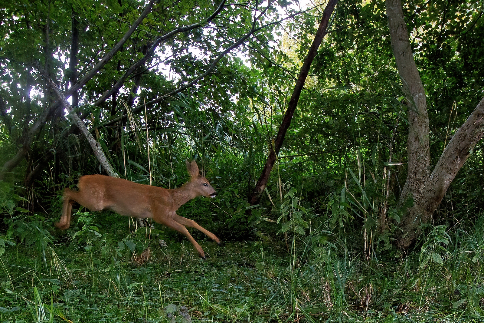 In einem Wäldchen bei Wulfsdorf