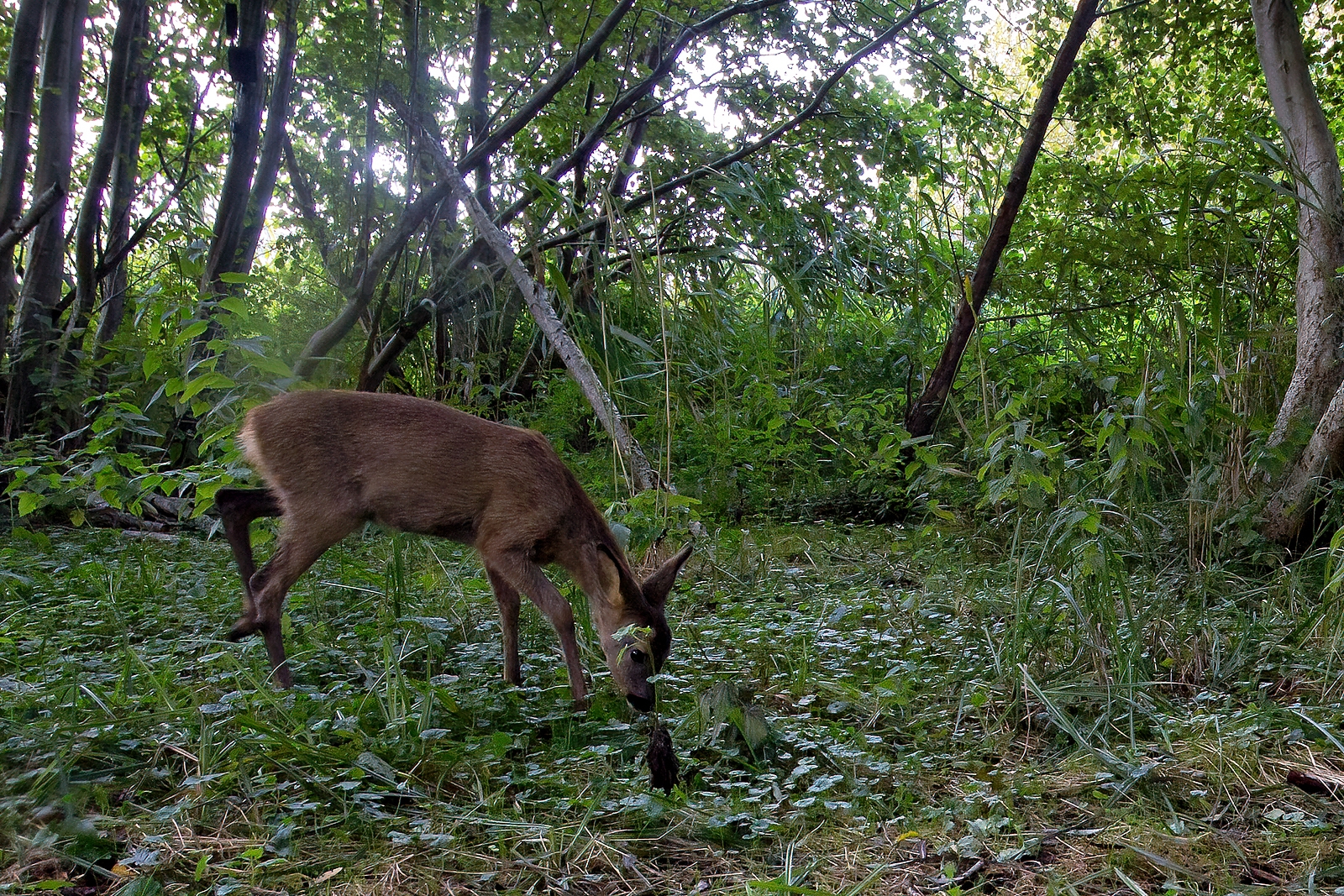 In einem Wäldchen bei Wulfsdorf