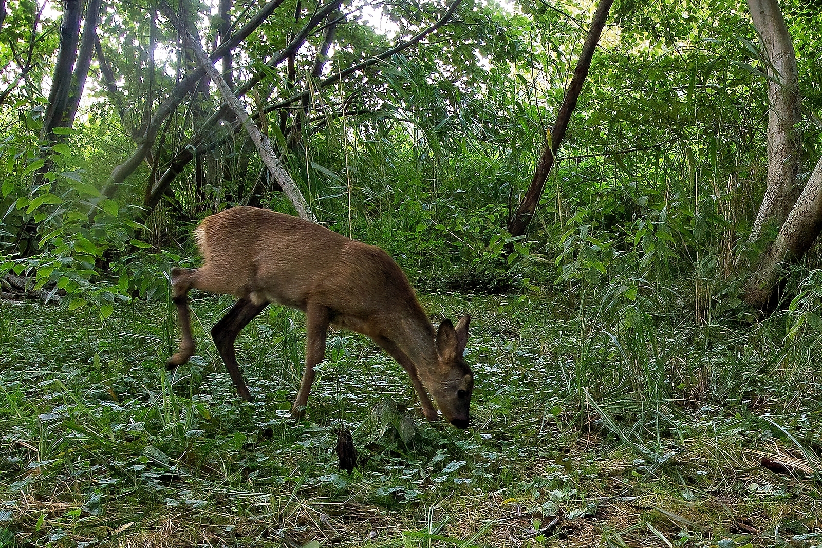 In einem Wäldchen bei Wulfsdorf