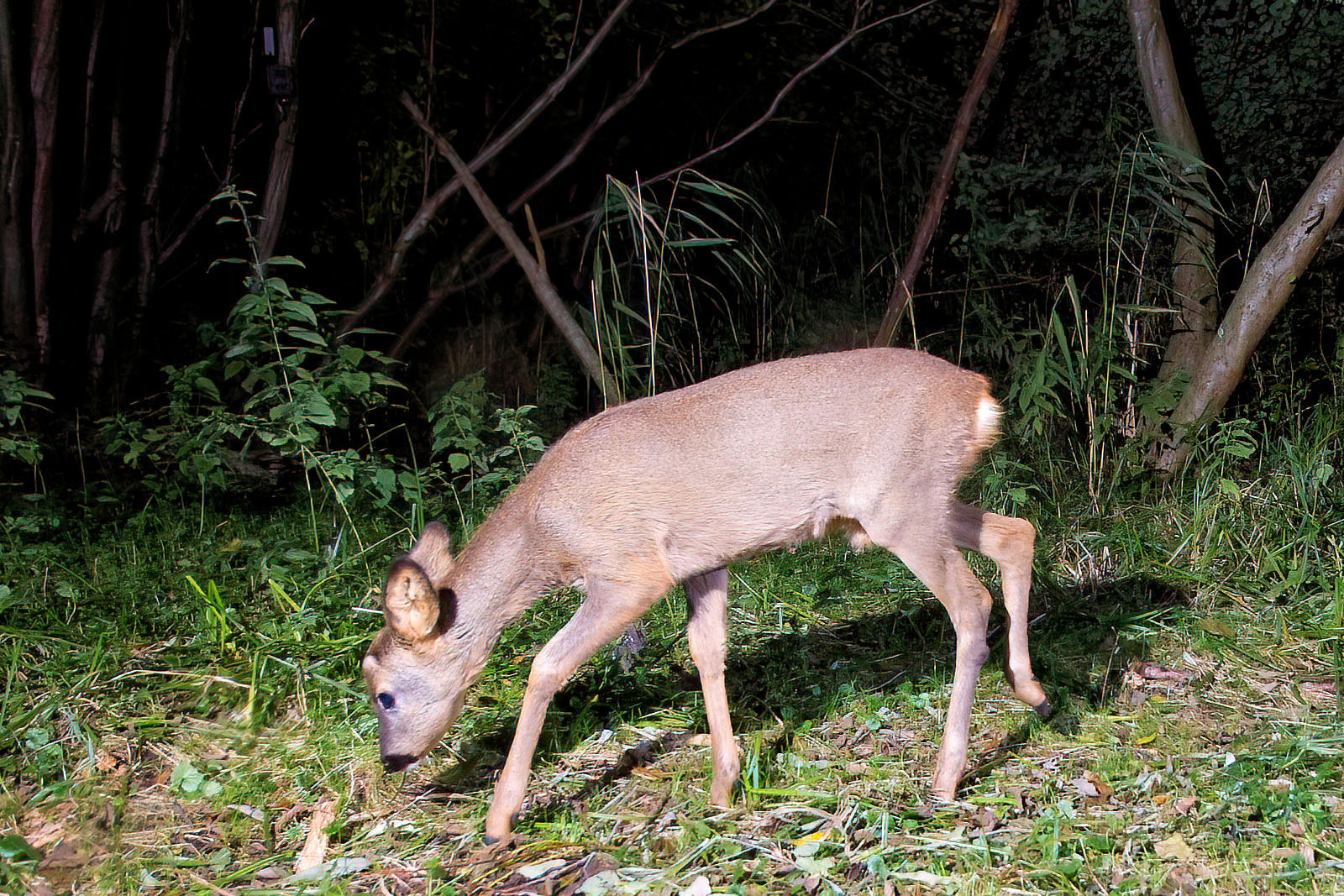 In einem Wäldchen bei Wulfsdorf