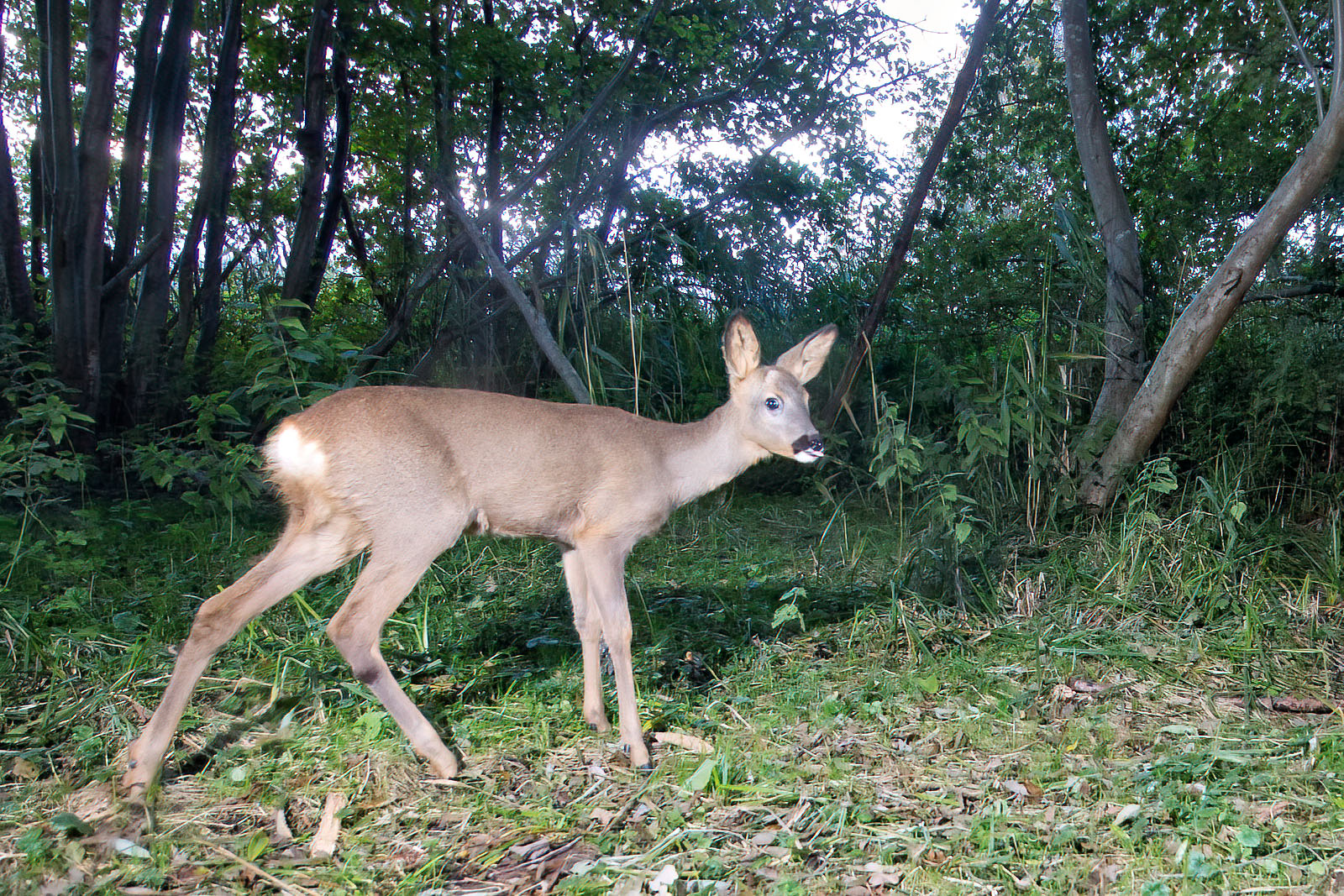 In einem Wäldchen bei Wulfsdorf
