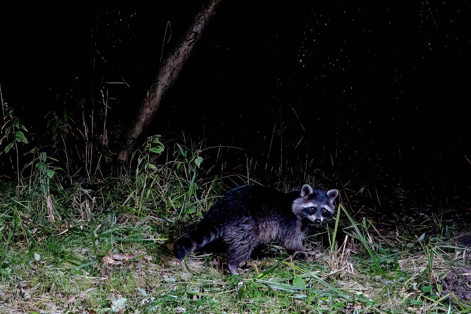 In einem Wäldchen bei Wulfsdorf