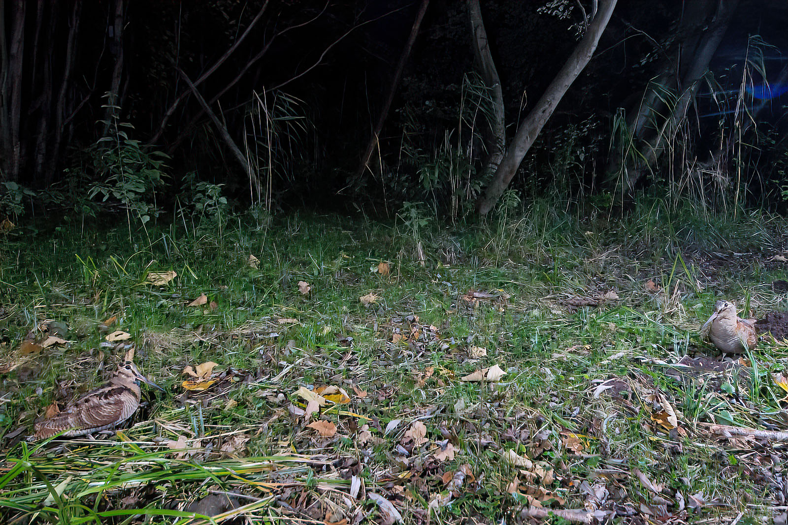 In einem Wäldchen bei Wulfsdorf