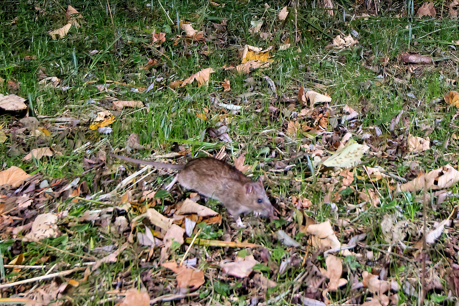 In einem Wäldchen bei Wulfsdorf