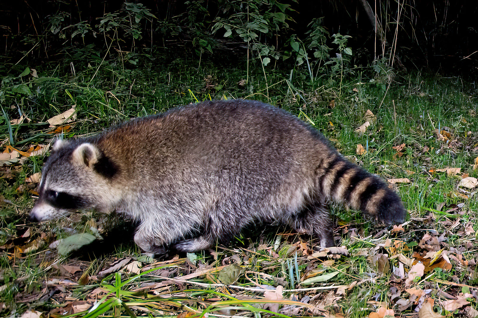 In einem Wäldchen bei Wulfsdorf