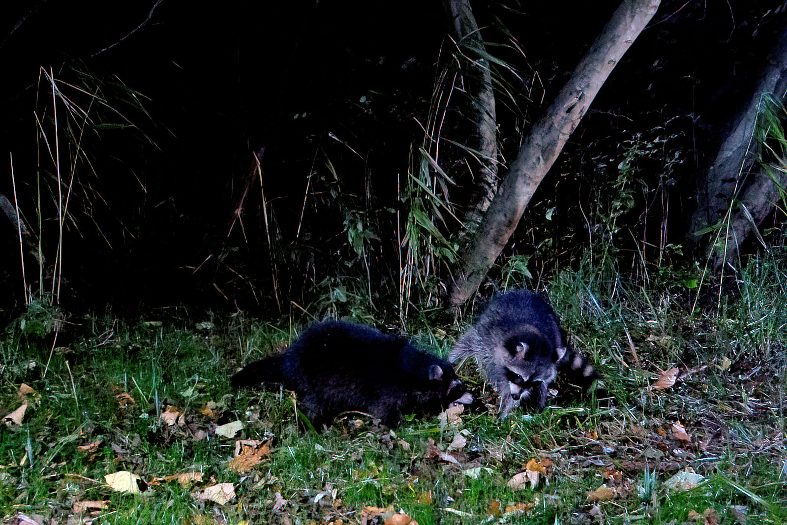 In einem Wäldchen bei Wulfsdorf