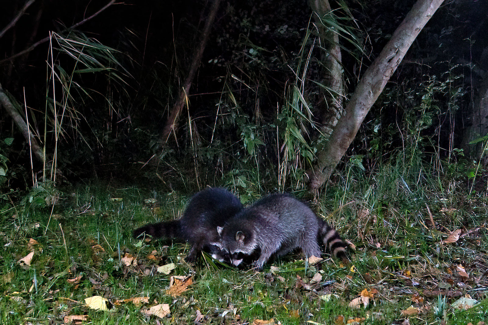 In einem Wäldchen bei Wulfsdorf