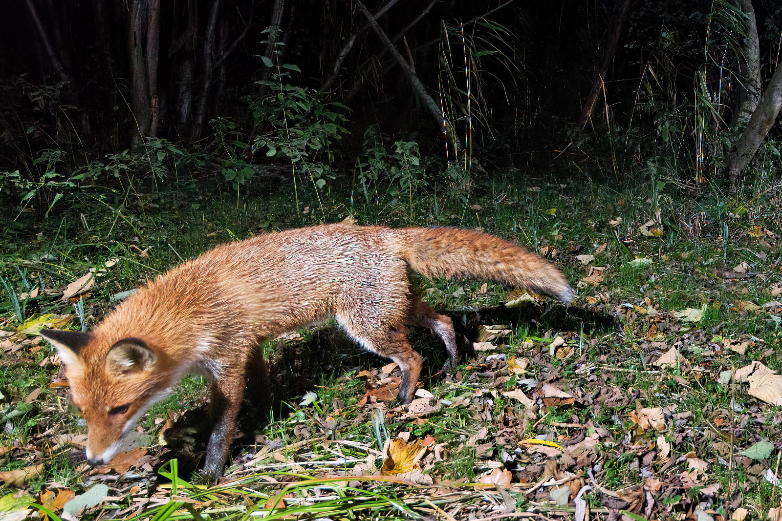 In einem Wäldchen bei Wulfsdorf