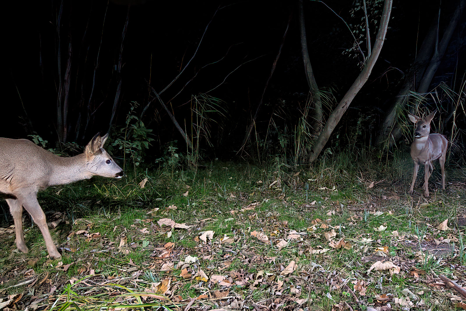 In einem Wäldchen bei Wulfsdorf