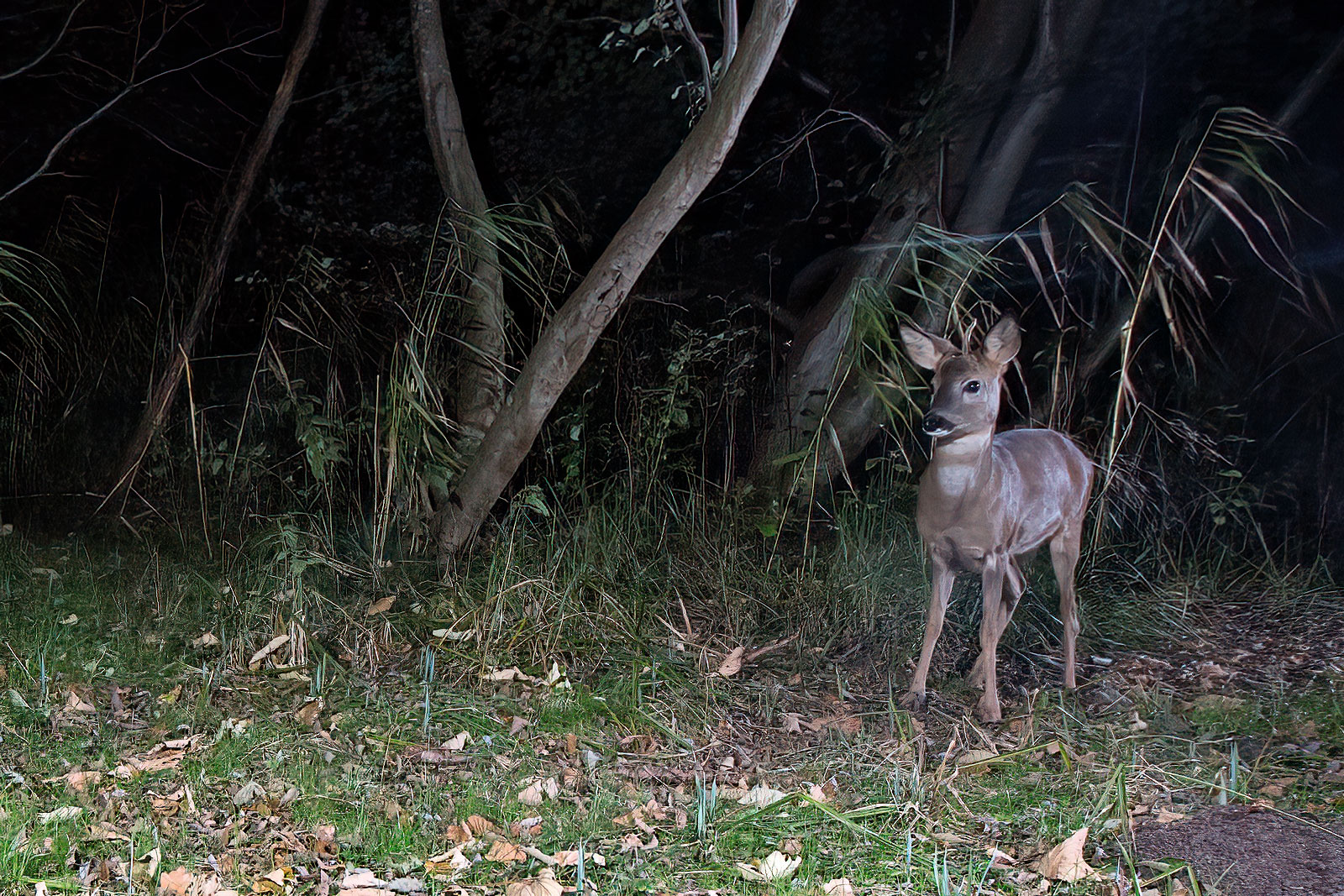 In einem Wäldchen bei Wulfsdorf