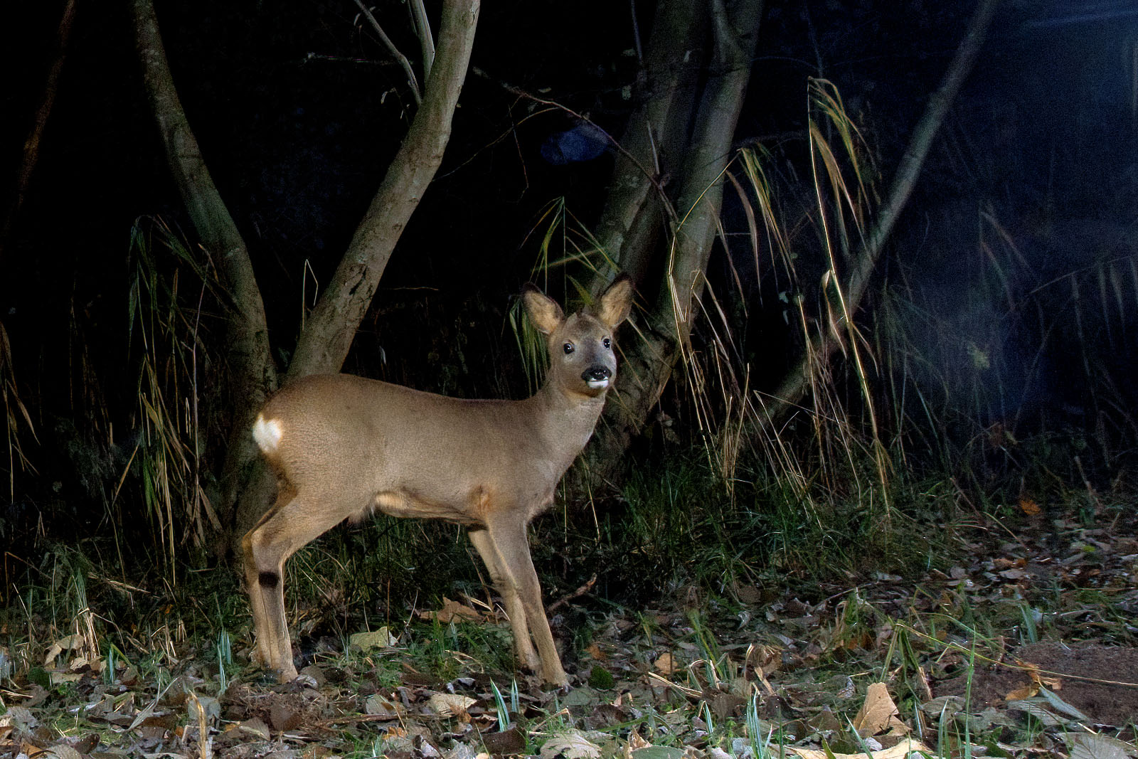 In einem Wäldchen bei Wulfsdorf
