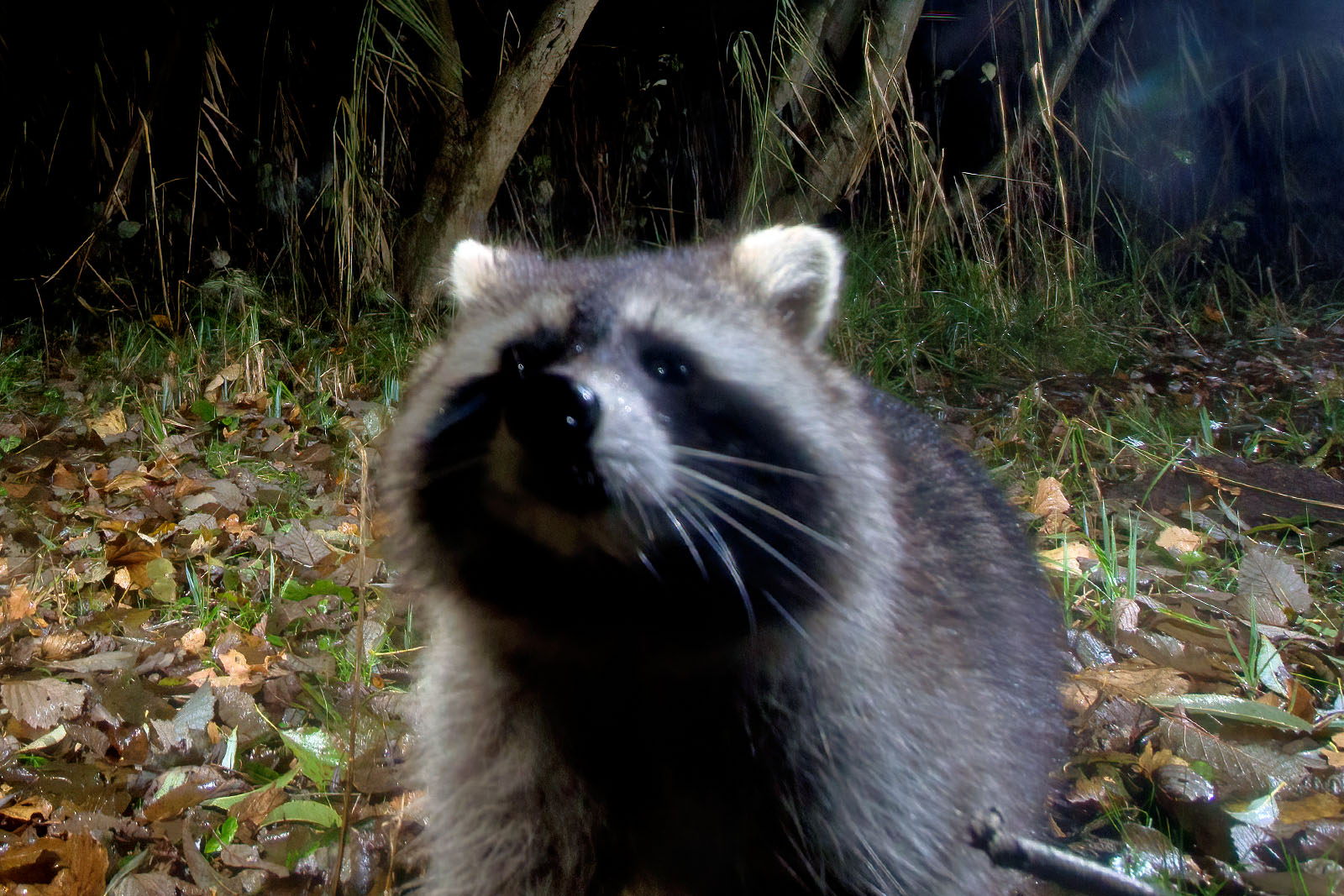 In einem Wäldchen bei Wulfsdorf