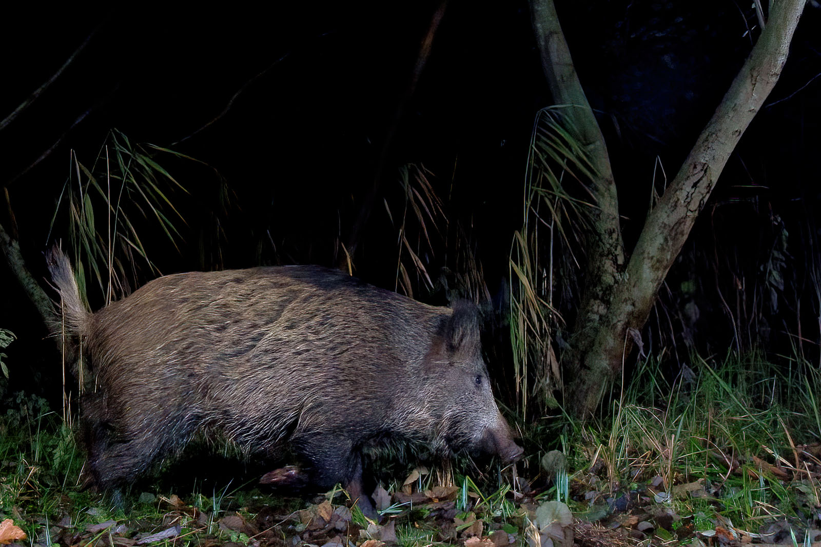 In einem Wäldchen bei Wulfsdorf