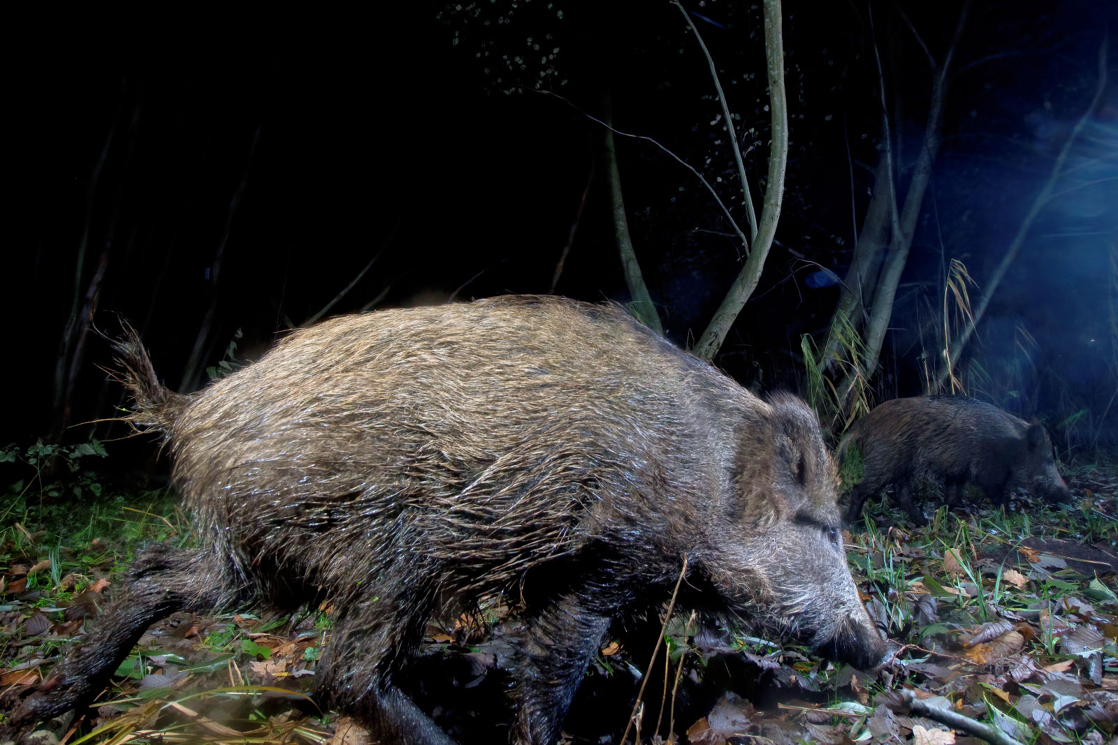In einem Wäldchen bei Wulfsdorf